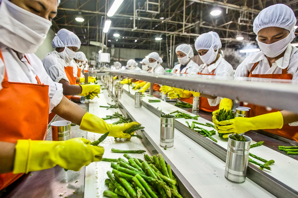 Food processing plant consulting support